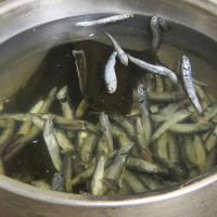 ひと晩つけたいりこと昆布